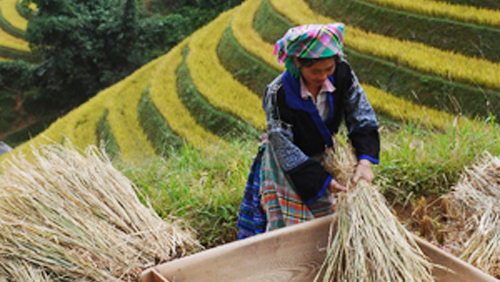 Nivel agrícola admirable de étnicos vietnamitas